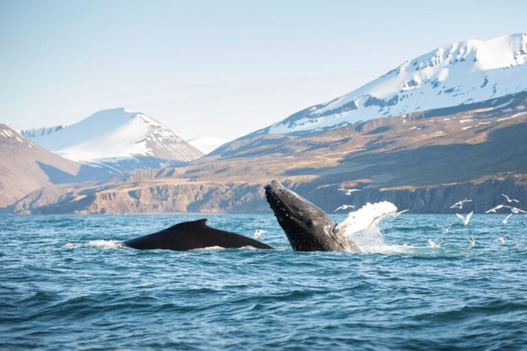 Húsavík: Whale-Watching Cruise and Puffins Guided Tour