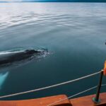 1 husavik whale watching on a carbon neutral oak boat Húsavík: Whale Watching on a Carbon Neutral Oak Boat