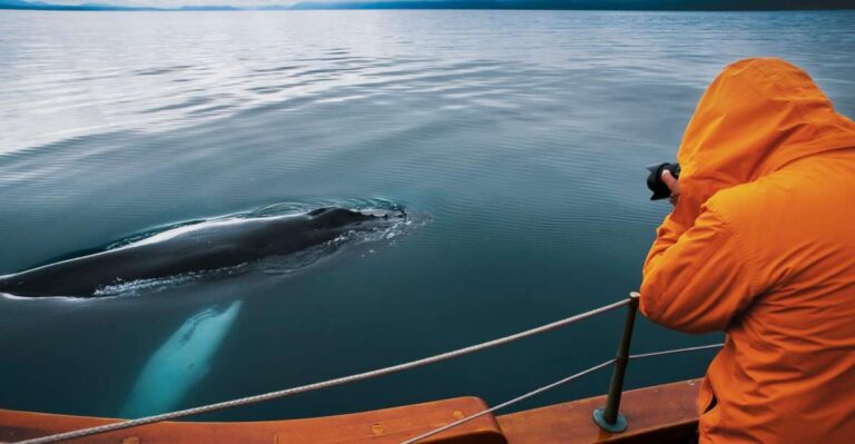 Húsavík: Whale Watching on a Carbon Neutral Oak Boat