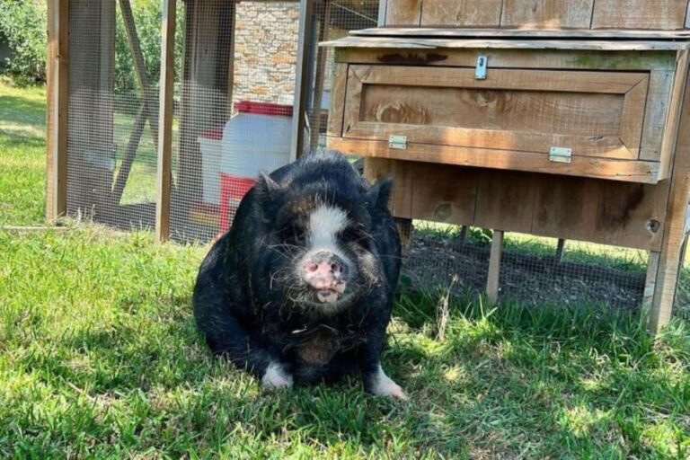 Hutto: Kunekune Pig Farm Tour