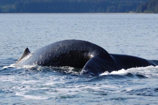 Icy Strait Shore Excursion: Whale Watching Adventure Tour