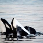 1 icy strait whale wildlife endeavor Icy Strait Whale & Wildlife Endeavor