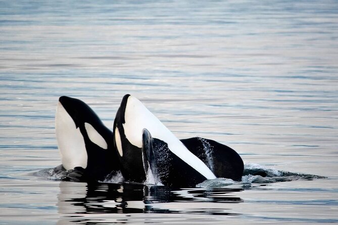 Icy Strait Whale & Wildlife Endeavor