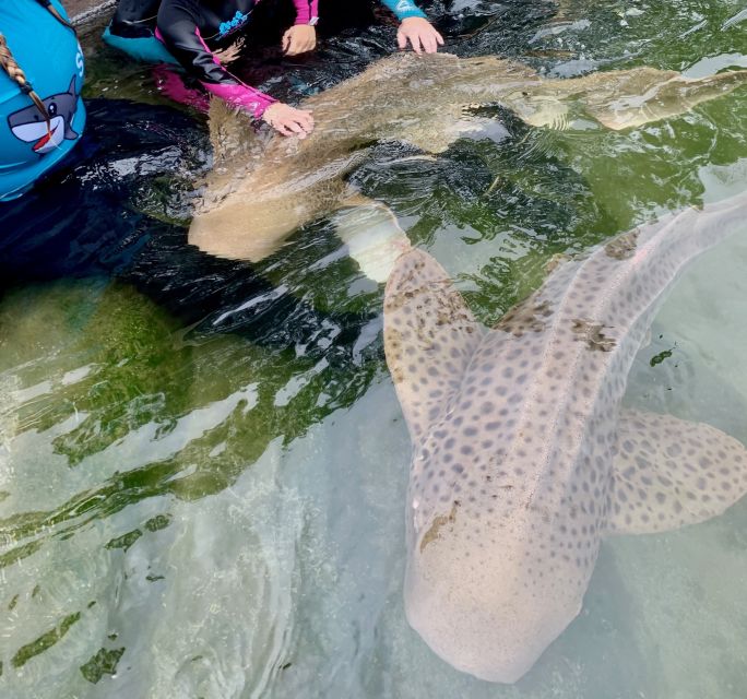 Irukandji Entry Pass & Zebra Shark Encounter