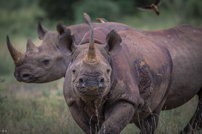 Isimangaliso Wetland Park, Full Day Tour - Wildlife Encounters