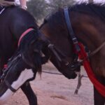 1 jaipur horse riding adventure Jaipur Horse Riding Adventure