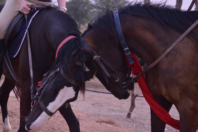 1 jaipur horse riding adventure Jaipur Horse Riding Adventure