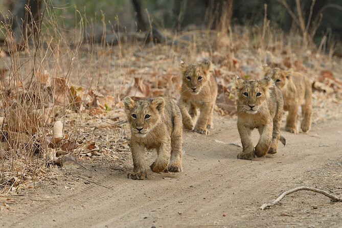 Jeep Safari: a Skip the Line Access to Devalia Safari Park India