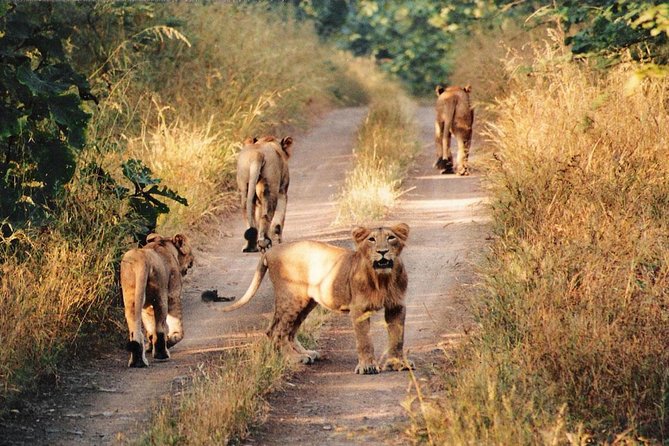 Jeep Safari – Gir National Park, Gujarat, India