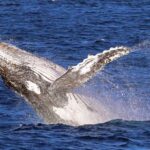 1 jervis bay 2 hour whale watching cruise Jervis Bay: 2-Hour Whale Watching Cruise