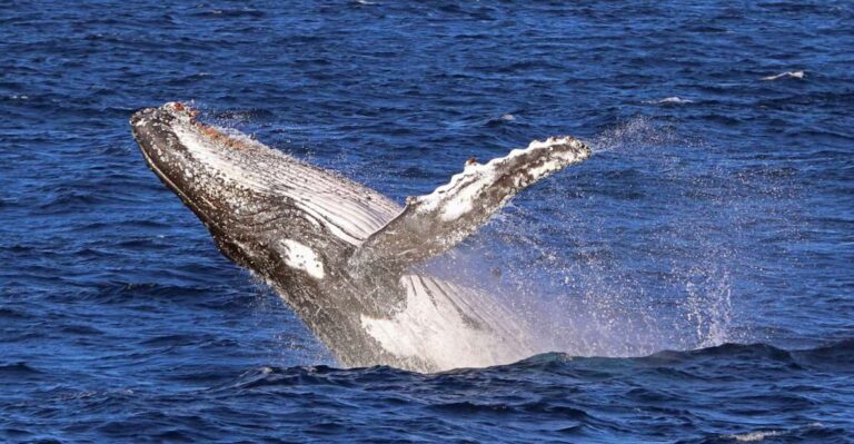 Jervis Bay: 2-Hour Whale Watching Cruise