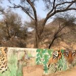 1 jhalana amagarh leopard private safari trip jaipur all inclusive Jhalana Amagarh Leopard Private Safari Trip Jaipur All Inclusive