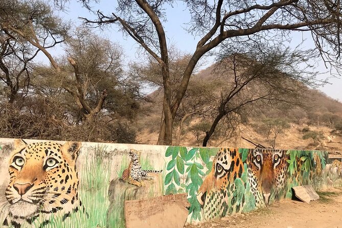 Jhalana Amagarh Leopard Private Safari Trip Jaipur All Inclusive