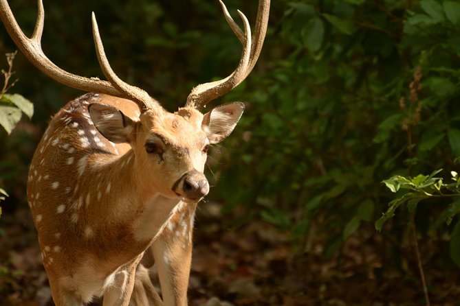 Jim Corbett National Park Overnight Safari