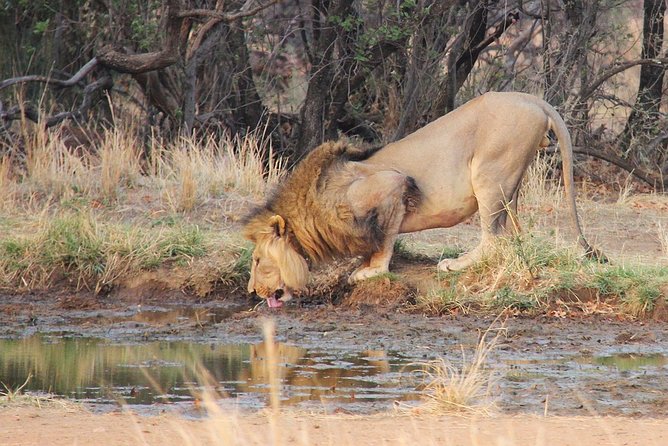 Johannesburg Small-Group Big Five Pilanesberg Tour  – Pretoria