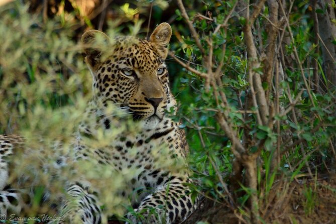 Johannesburg Small-Group Pilanesberg NP Safari  – Pretoria