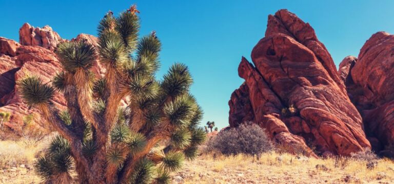 Joshua Tree National Park: Self-Guided Driving Tour