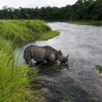 1 jungle tower night stay in chitwan national park 2 nights 3 days Jungle Tower Night Stay in Chitwan National Park 2 Nights 3 Days
