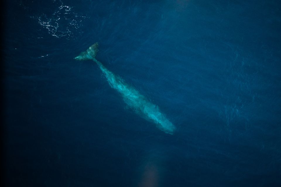 1 kaikoura 40 minute whale watching flight with commentary Kaikoura: 40-Minute Whale Watching Flight With Commentary