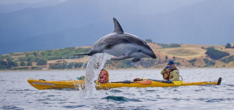 Kaikoura: Half-Day Wildlife Kayaking Tour