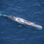 1 kaikoura premium whale watching flight Kaikoura: Premium Whale Watching Flight
