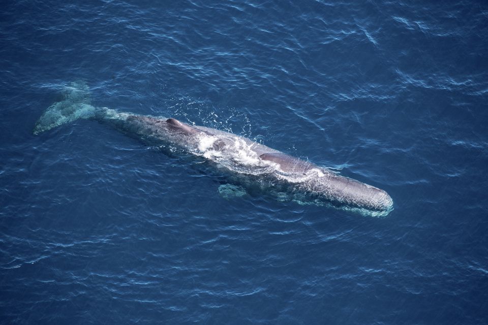 1 kaikoura premium whale watching flight Kaikoura: Premium Whale Watching Flight