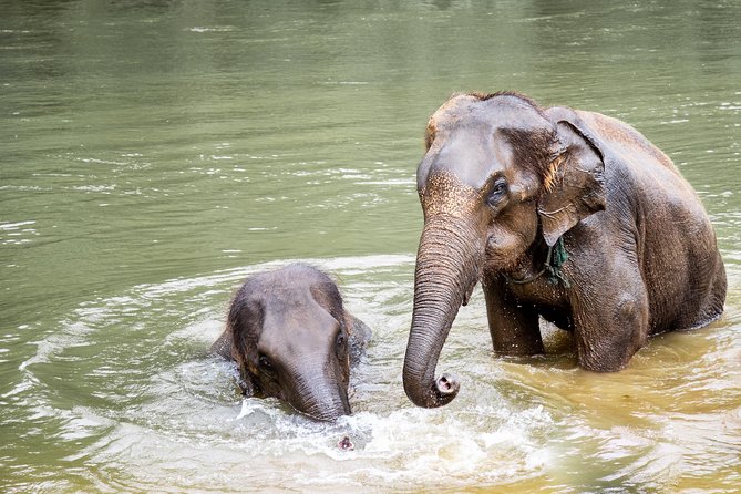 Kanchanaburi Local Cuisine and Elephant Care