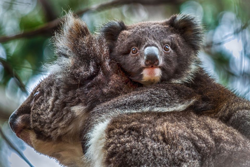 1 kangaroo island scenic nature wildlife tour Kangaroo Island: Scenic, Nature & Wildlife Tour