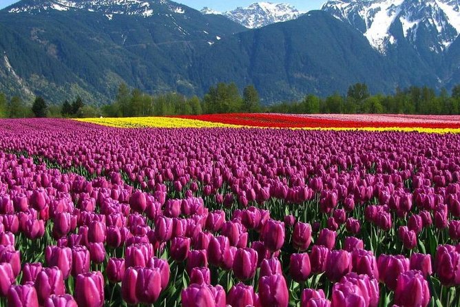 1 kashmir tulip festival Kashmir Tulip Festival