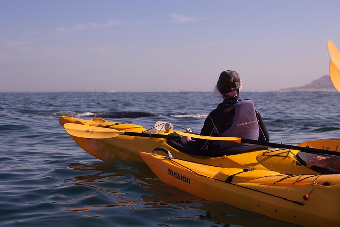 Kayak to the Penguins in Simons Town