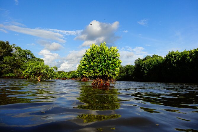 Kayaking Trails in Goa