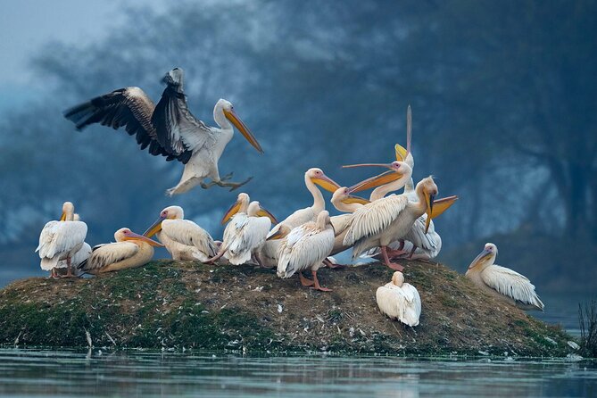 Keoladeo Birds Park Tour From Agra To Jaipur Including Entry