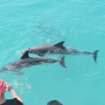1 key west dolphin and snorkel boat tour Key West: Dolphin and Snorkel Boat Tour