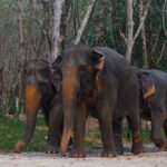 1 khao lak elephant sanctuary tour with waterfall and lunch Khao Lak Elephant Sanctuary Tour With Waterfall and Lunch