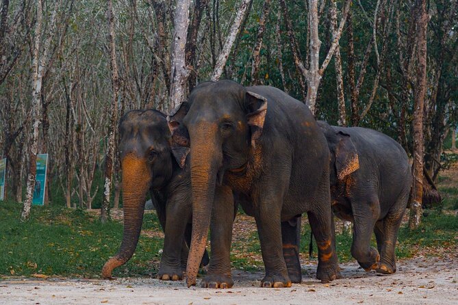 Khao Lak Elephant Sanctuary Tour With Waterfall and Lunch