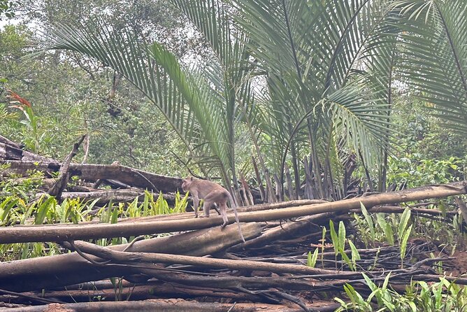 Khao Lak Elephant Sanctuary Visit and Mangrove Kayak Tour