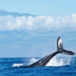 1 kona coast humpback whale watching cruise big island of hawaii Kona Coast Humpback Whale-Watching Cruise - Big Island of Hawaii