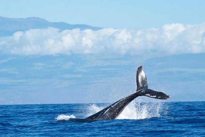Kona Coast Humpback Whale-Watching Cruise  – Big Island of Hawaii