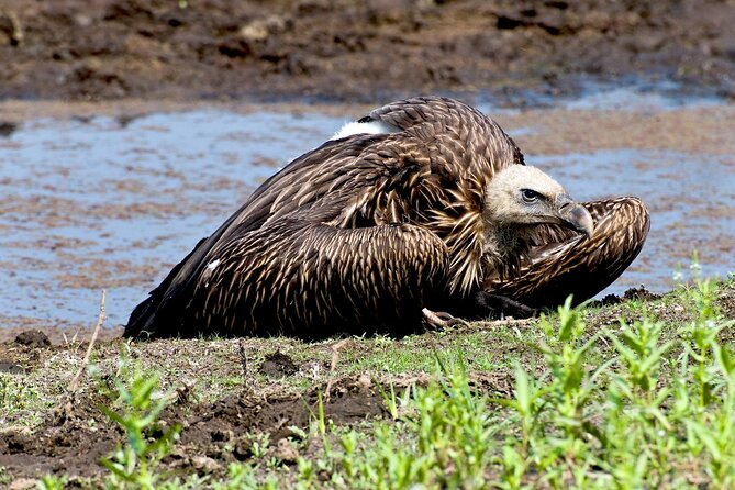 Koshi Tappu Wildlife Reserve Tour From Kathmandu