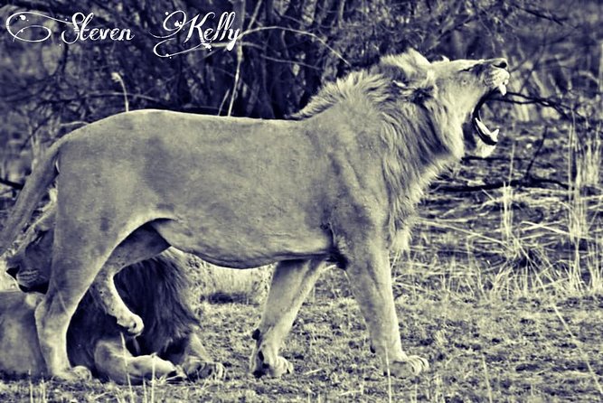 Kruger Lion Expedition With the Little Lionman Steve Kelly