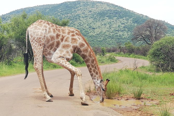 Kruger National Park 3 Days 2 Nights Classic Safari From Johannesburg Private