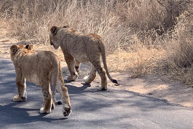 Kruger National Park Full Day Big 5 Safari Tour From Hazyview