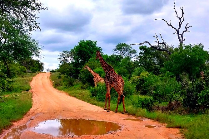 1 kruger national park full day guided tour Kruger National Park Full Day Guided Tour