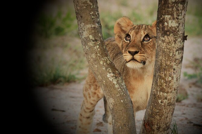 Kruger National Park in a Open Safari Vehicle - Full Day - Wildlife Spotting Opportunities