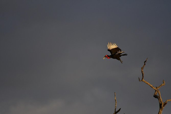 Kruger National Park L Private Afternoon Safari From Hazyview