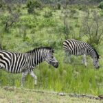 1 kruger national park panorama route from johannesburg 3 days 2 nights Kruger National Park & Panorama Route From Johannesburg 3 Days & 2 Nights
