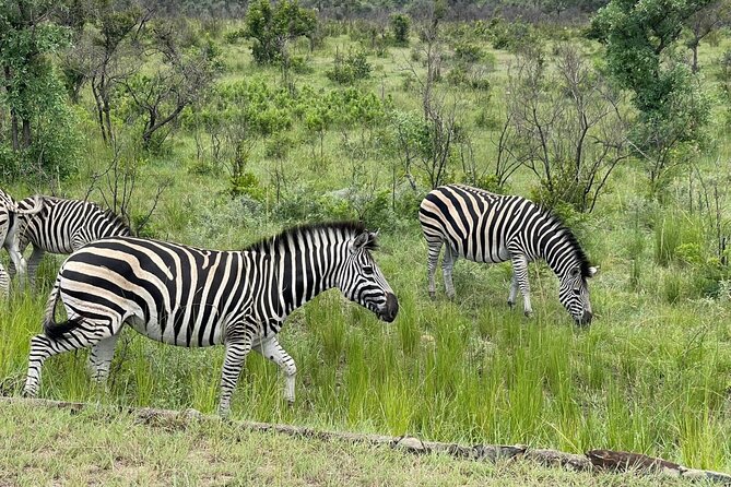 Kruger National Park & Panorama Route From Johannesburg 3 Days & 2 Nights