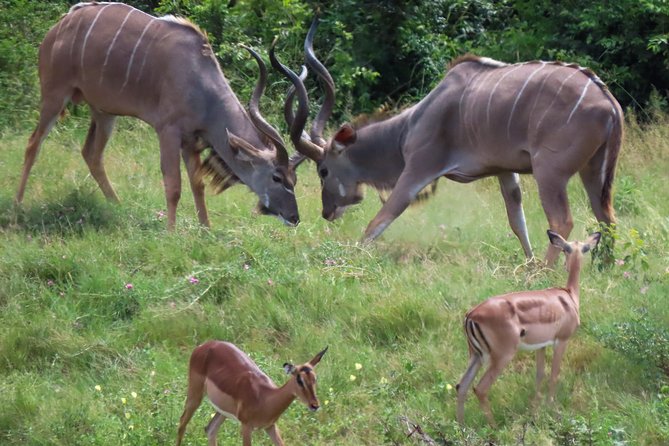 Kruger National Park - Private 3 Day, 2 Night Safari Trip. - Safari Activities and Wildlife Viewing