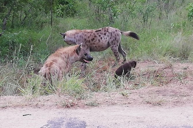 Kruger National Park Safari With Panorama 4 Days Private