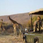 1 kruger park half day open vehicle safari drive Kruger Park Half Day Open Vehicle Safari Drive